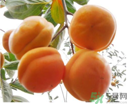 硬柿子不能和什么一起吃？吃硬柿子不能吃什么？