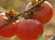 熟柿子能放冰箱嗎？熟柿子放冰箱冷凍嗎？