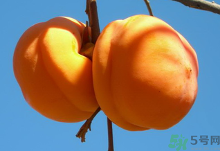 大柿子不能和什么同吃？大柿子和什么食物相克？