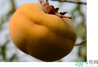 大柿子不能和什么同吃？大柿子和什么食物相克？