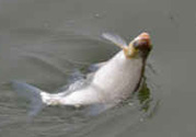 秋天釣鯉魚用什么味型？秋季釣鯉魚餌料味型