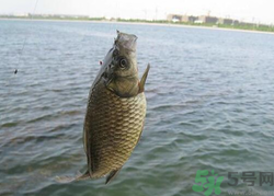 秋天釣魚用什么餌料？秋季釣魚用什么餌料好？