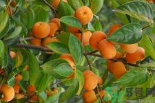 柿子變軟還能吃嗎？柿子變軟是壞了嗎？