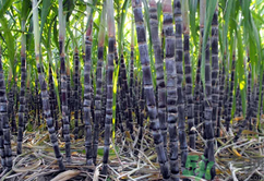 甘蔗可以止咳嗎？甘蔗可以治咳嗽嗎？