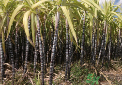 甘蔗是熱性還是涼性？甘蔗是是涼性的嗎？