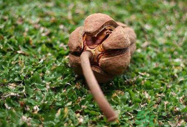 向天果怎么吃？向天果怎么吃效果好？