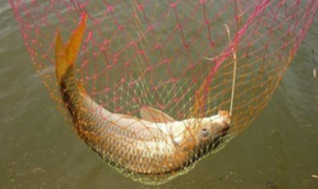 秋天釣鯉魚用什么餌料？秋天釣鯉魚餌料配方