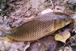 秋天釣鯉魚用什么餌料？秋天釣鯉魚餌料配方