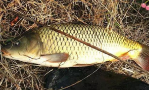 秋天釣鯉魚用什么餌料？秋天釣鯉魚餌料配方