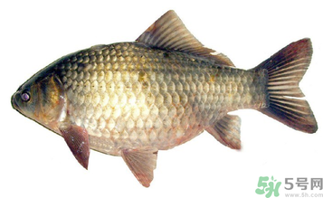 秋天釣鯽魚用什么餌料？秋天釣鯽魚用什么味餌？