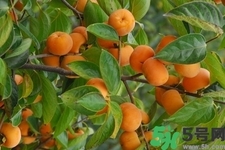 脆柿子是怎么做好吃？脆柿子的制作方法