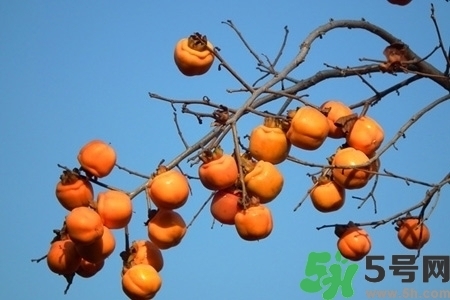 脆柿子是怎么做好吃？脆柿子的制作方法