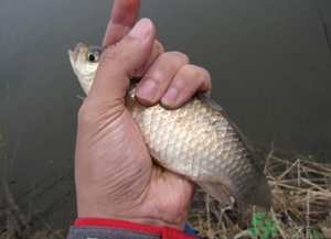 秋天釣鯽魚用什么餌料？秋天釣鯽魚用什么味餌？