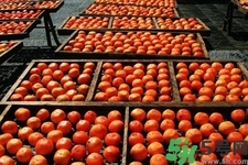 脆柿子是怎么做好吃？脆柿子的制作方法