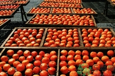 坐月子能吃脆柿子嗎？脯乳期可以吃脆柿子嗎？