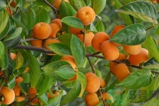 坐月子能吃脆柿子嗎？脯乳期可以吃脆柿子嗎？