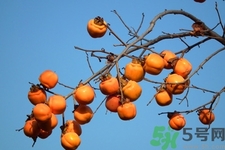 軟柿子和硬柿子能經(jīng)常吃嗎？脆柿子和軟柿子的區(qū)別