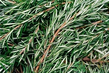 迷迭香的營(yíng)養(yǎng)價(jià)值 迷迭香的功效與作用