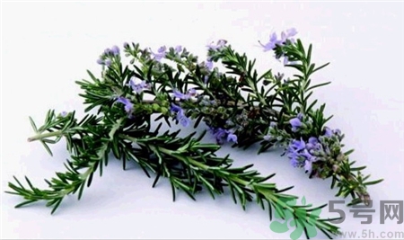 迷迭香的營(yíng)養(yǎng)價(jià)值 迷迭香的功效與作用