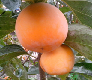 新鮮柿子怎么吃？新鮮柿子怎么吃好？