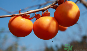 新鮮柿子怎樣去澀？硬柿子怎樣去澀？