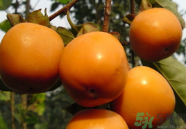 新鮮柿子怎樣去澀？硬柿子怎樣去澀？