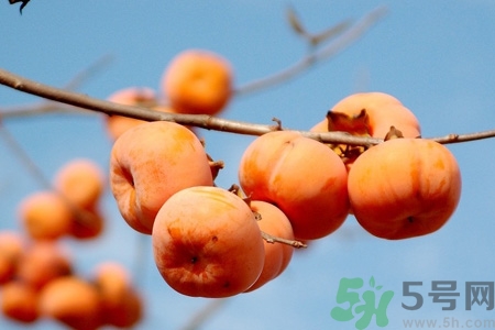 吃柿子喝酸奶會中毒嗎？吃柿子可以喝酸奶嗎？