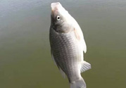 秋天釣鯽魚用什么餌料？秋天釣鯽魚用什么味餌？