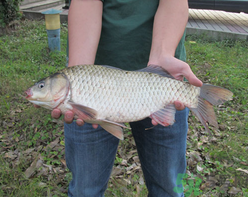 十月份釣鯽魚用什么餌？十月份釣鯽魚用什么餌料好？