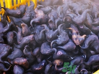 菱角殼煮水喝有什么功效?菱角殼煮水喝的方法 菱角殼煮水喝有什么功效?菱角殼煮水喝的方法