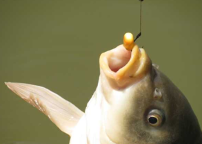 秋天釣魚用什么小藥？秋天釣魚小藥搭配