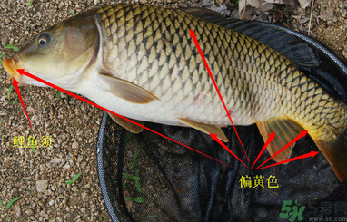 秋天釣鯉魚用什么小藥？秋天黑坑釣鯉魚用什么小藥？