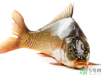 秋天釣鯉魚用什么小藥？秋天黑坑釣鯉魚用什么小藥？