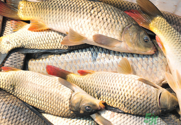 秋天釣鯉魚用什么小藥？秋天黑坑釣鯉魚用什么小藥？