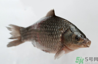 秋天黑坑釣鯽魚用什么餌料？秋天黑坑釣鯽魚餌料配方