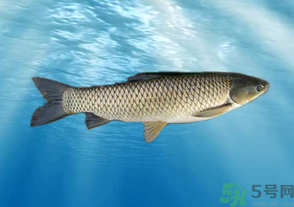 十月份草魚好釣嗎？十月份怎么釣草魚？