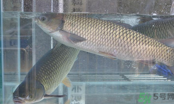 十月份草魚好釣嗎？十月份怎么釣草魚？