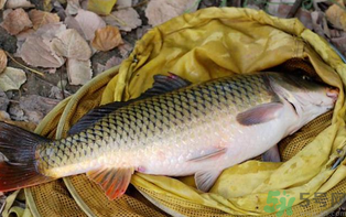 十月份可以釣鯉魚嗎？十月份釣鯉魚用什么餌？