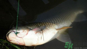 十月份可以釣鯉魚嗎？十月份釣鯉魚用什么餌？