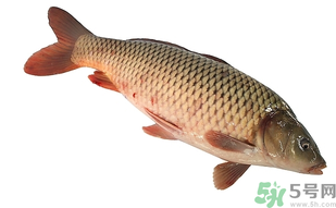 十月份可以釣鯉魚嗎？十月份釣鯉魚用什么餌？