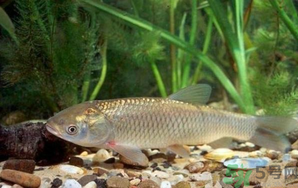 秋天釣草魚(yú)用什么餌？秋季釣草魚(yú)用什么餌最好？ 