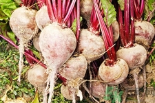 吃甜菜有什么好處？吃甜菜對身體好嗎？