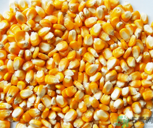 玉米用什么泡釣魚(yú)好？玉米怎么泡好釣魚(yú)？
