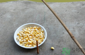 玉米粒怎么釣魚？怎么用玉米粒釣魚？