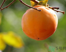 黃柿子和紅柿子有什么區(qū)別？紅柿子和黃柿子哪個好？