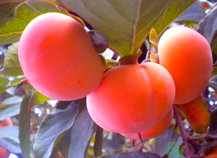 黃柿子和紅柿子有什么區(qū)別？紅柿子和黃柿子哪個好？