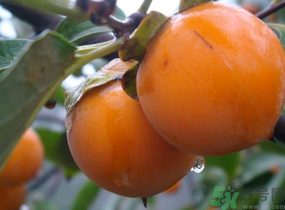 黃柿子怎么吃好吃？黃柿子怎么吃？