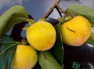 黃柿子怎么吃好吃？黃柿子怎么吃？