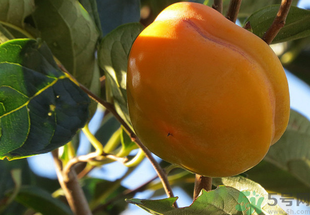 黃柿子怎么吃好吃？黃柿子怎么吃？