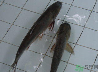 釣的魚在家怎么養(yǎng)活？釣的魚怎么保持不死？